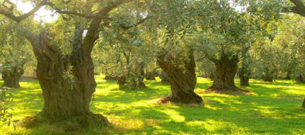 &Eta; &Theta;ά&sigma;&omicron;&sigmaf; &sigma;&tau;&omicron;&nu; &Pi;&alpha;&gamma;&kappa;ό&sigma;&mu;&iota;&omicron; &chi;ά&rho;&tau;&eta; &tau;&eta;&sigmaf; &Gamma;&alpha;&sigma;&tau;&rho;&omicron;&nu;&omicron;&mu;ί&alpha;&sigmaf;